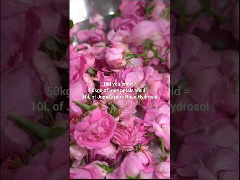 Rose Hydrosol 100ml